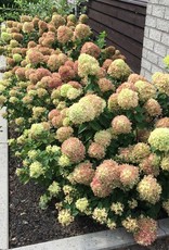 Proven Winners Hydrangea Little Lime
