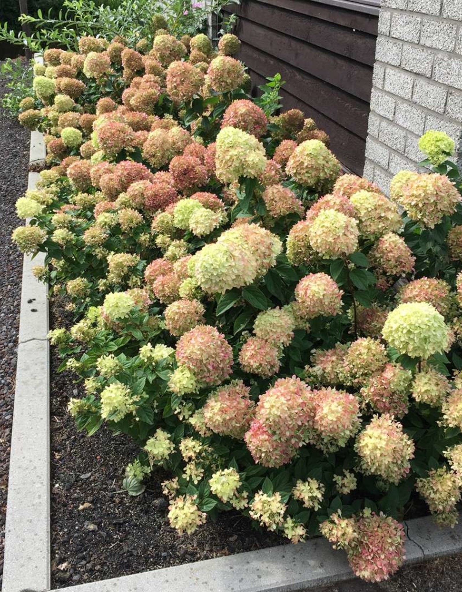 Proven Winners Hydrangea Little Lime