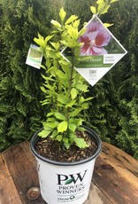 Proven Winners Hibiscus White Purple Pillar - Rose of Sharon PW 2 gal