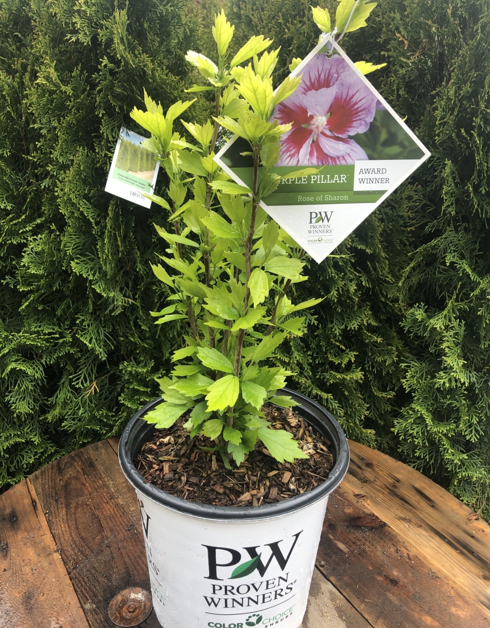 Proven Winners Hibiscus White Purple Pillar - Rose of Sharon PW 2 gal