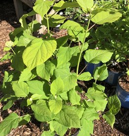 Hydrangea arborescens Annabelle 2 gal