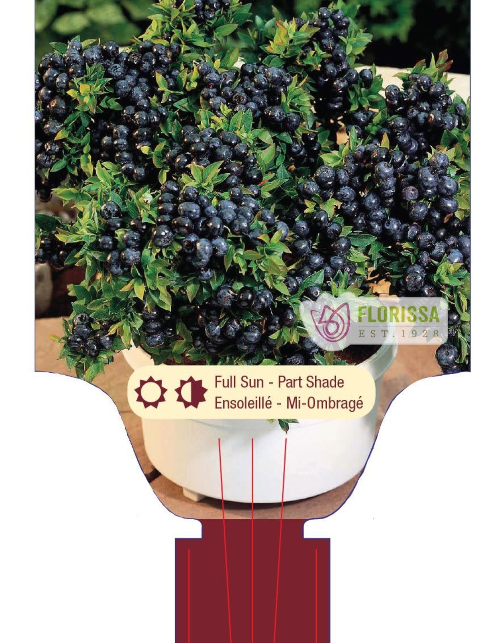 Van Noort Blueberry Top Hat 1 gal