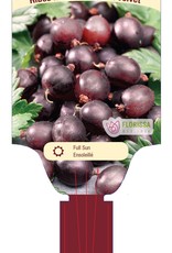 Gooseberry Black Velvet 3 gal