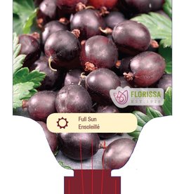 Gooseberry Black Velvet 3 gal