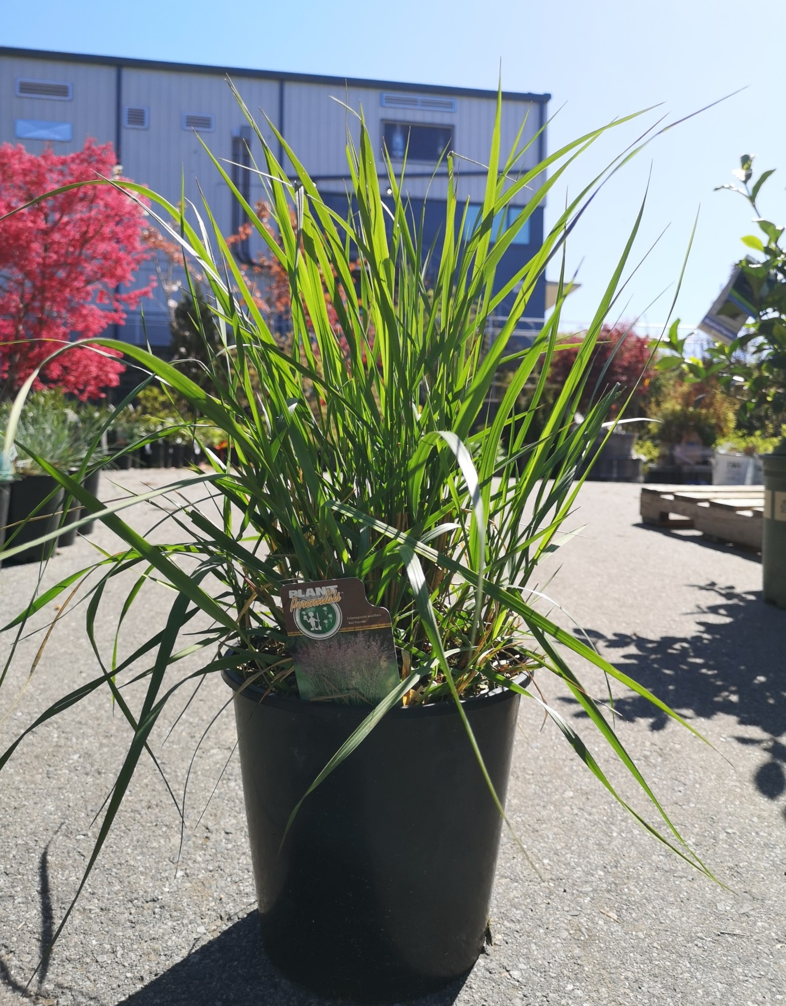 Reed Grass Karl Forester - Calamagrostis 2 gal