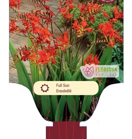 Crocosmia Lucifer 1gal