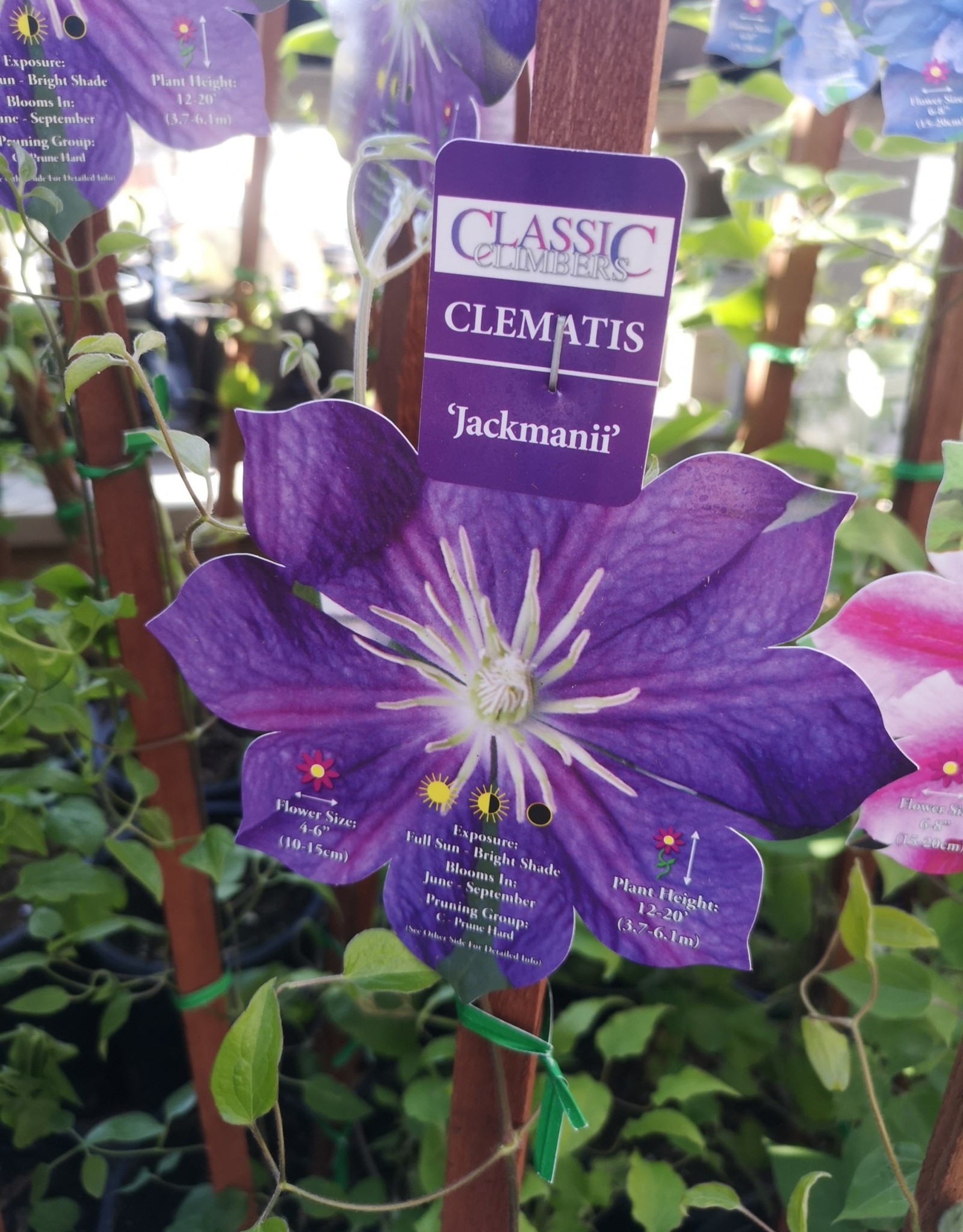 Clematis - Jackmanii Purple 1 gal