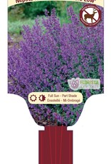 Catmint - Nepeta - Walkers Low 1 Gal