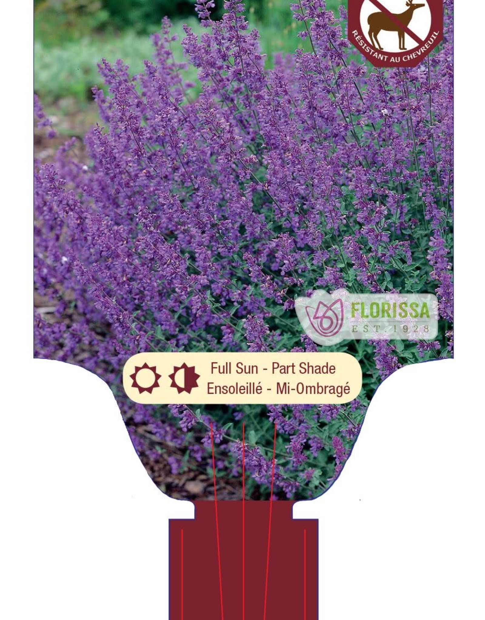 Catmint - Nepeta - Walkers Low 1gal