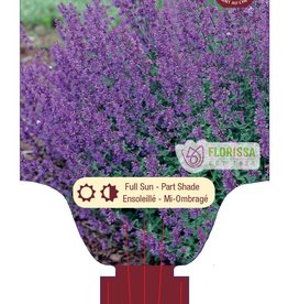 Catmint - Nepeta - Walkers Low 1gal