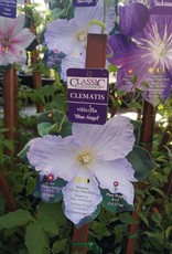 Clematis - Viticella Blue Angel 1 gal