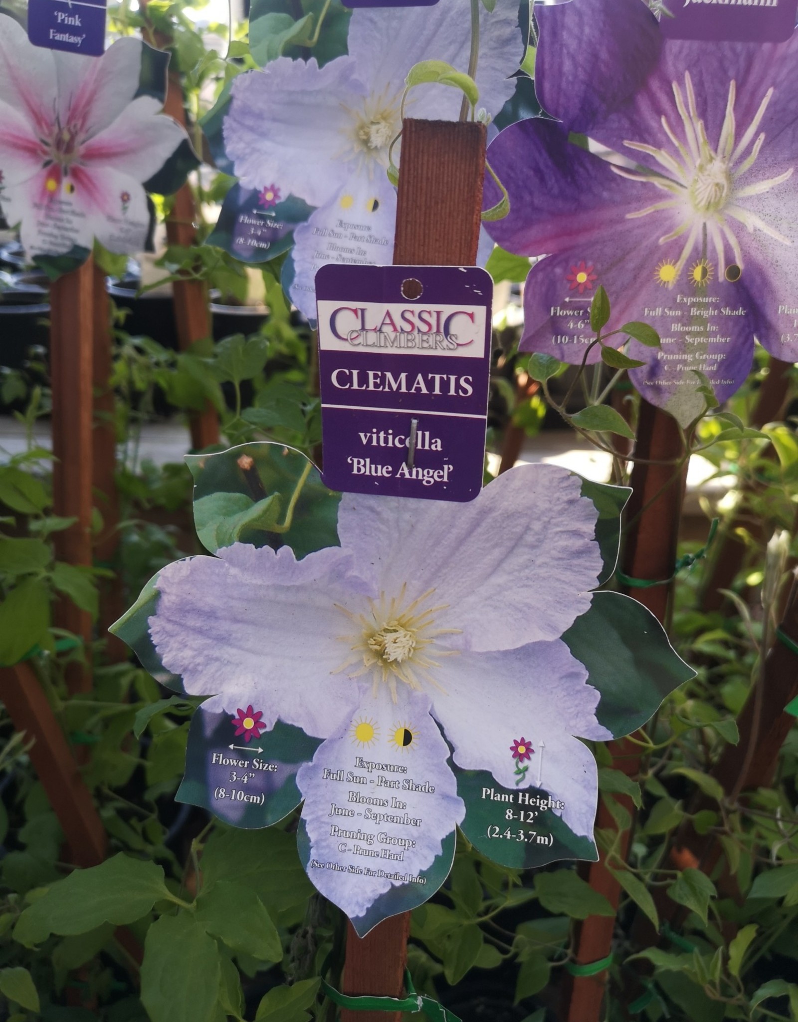 Clematis - Viticella Blue Angel 1 gal