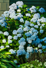 Hydrangea macrophylla Nikko Blue