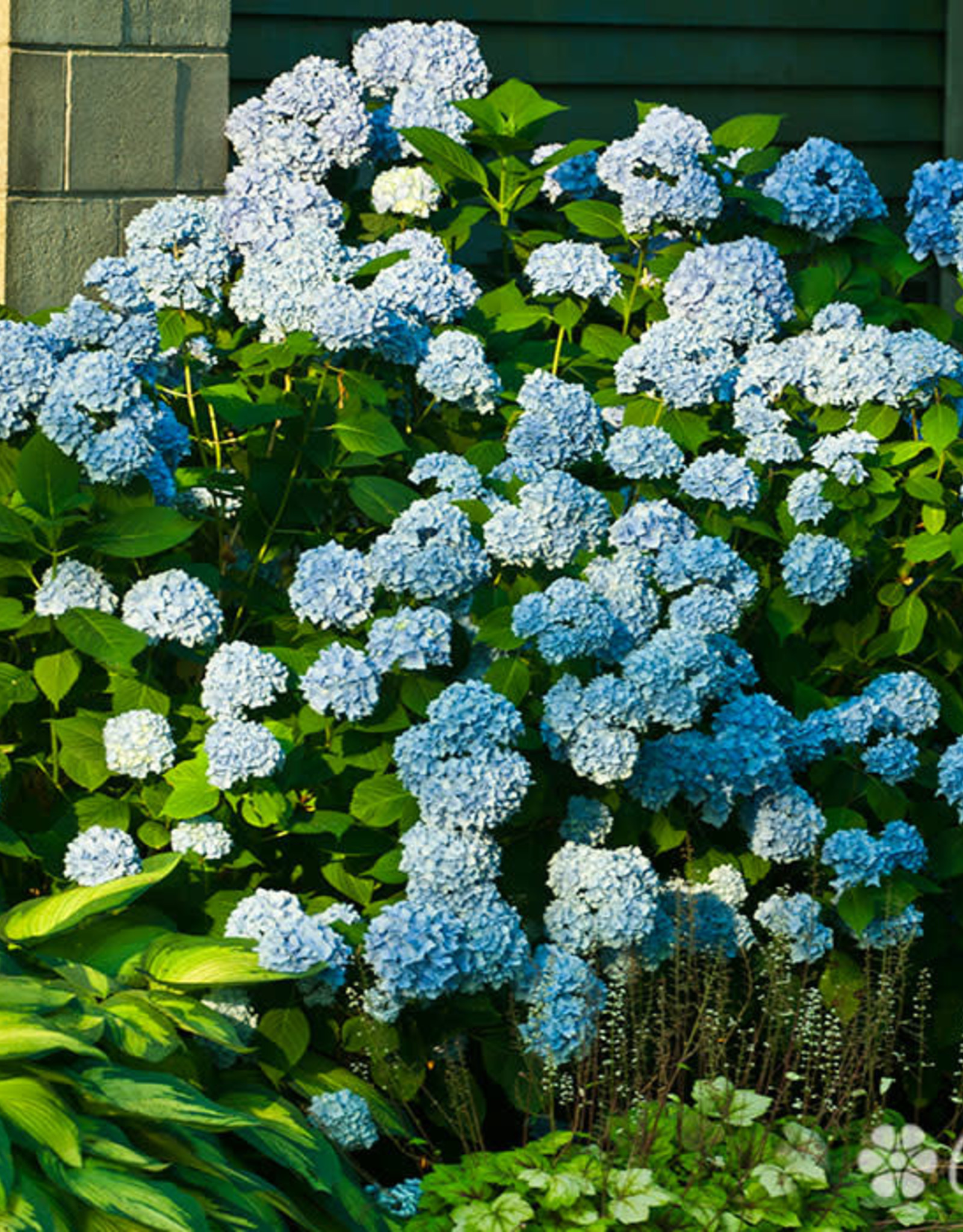 Hydrangea macrophylla Nikko Blue