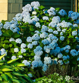 Hydrangea macrophylla Nikko Blue