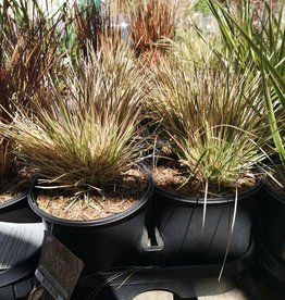 Tufted Hair Grass Northern Lights 1 gal