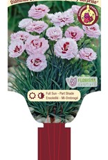 Dianthus Scent First Raspberry Surprise 1 gal