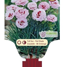 Dianthus Scent First Raspberry Surprise 1 gal