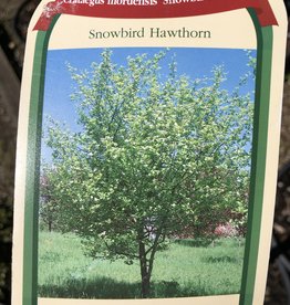 Hawthorn Snowbird