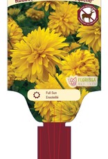 Rudebeckia Goldquelle 1gal