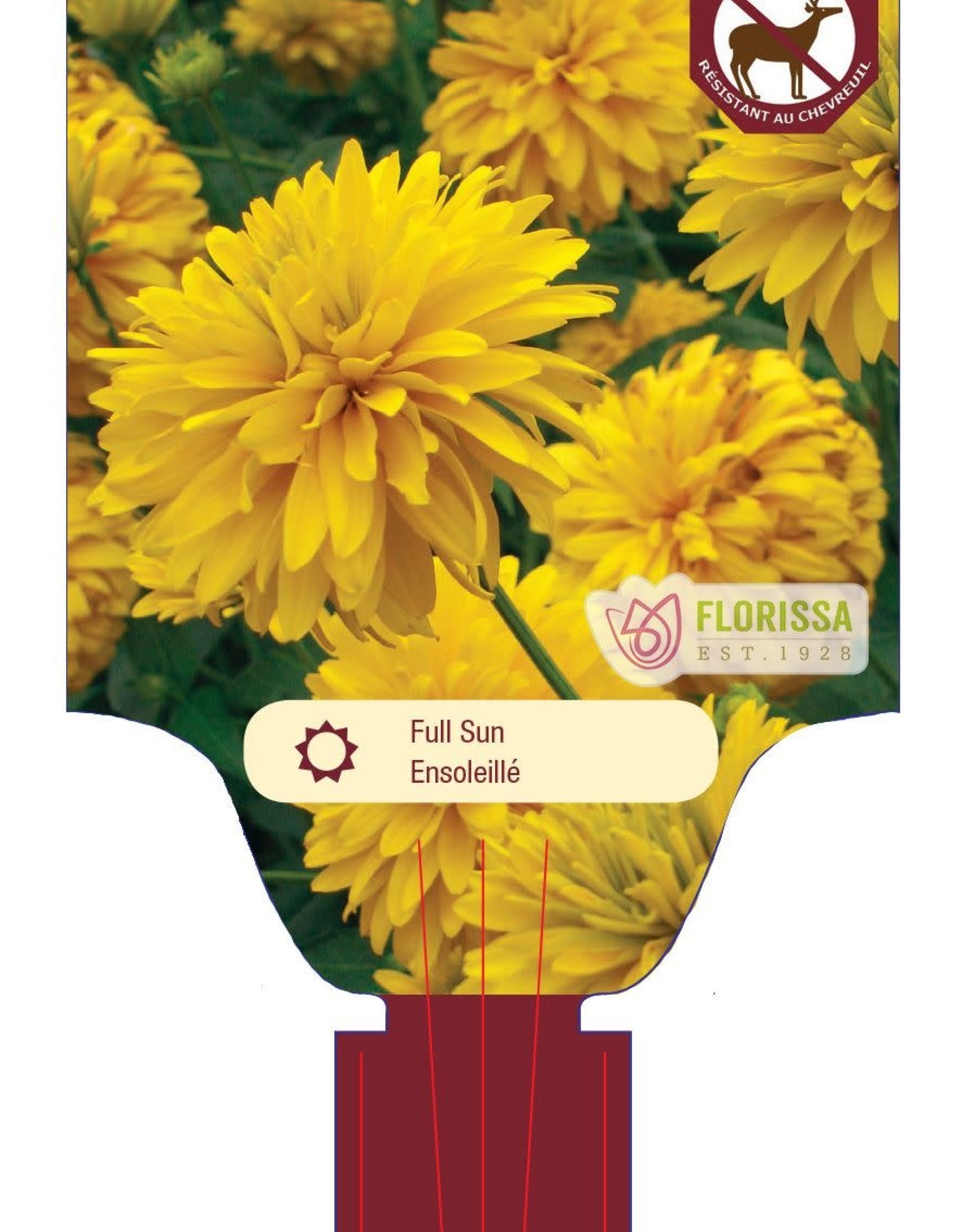 Rudebeckia Goldquelle 1gal