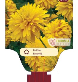 Rudebeckia Goldquelle 1gal
