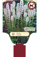 Liatris Floristan White 1gal