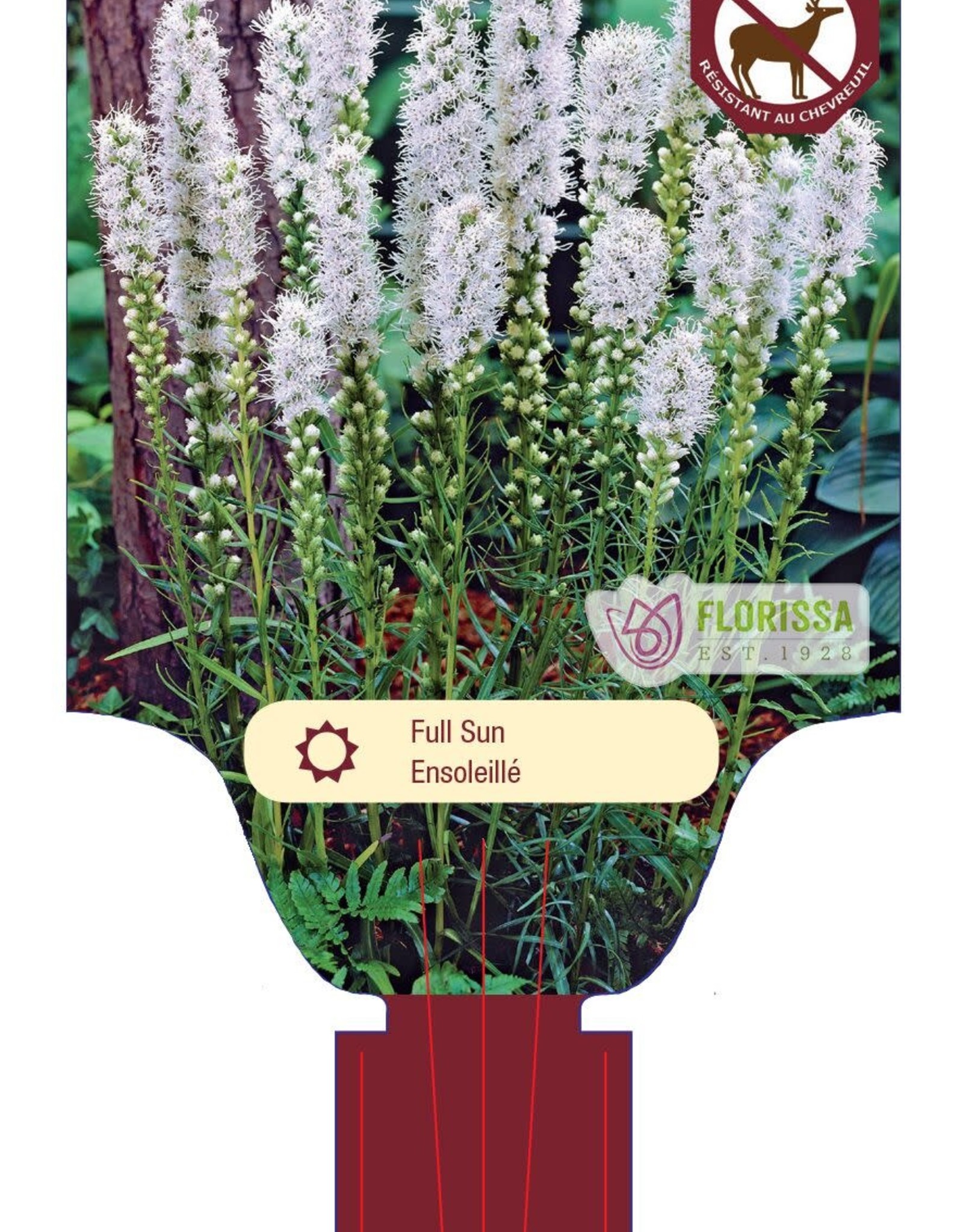 Liatris Floristan White 1gal