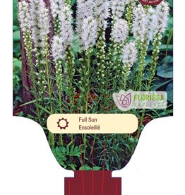 Liatris Floristan White 1gal