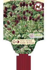 Sanguisorba - Burnet - Little Angel 1gal