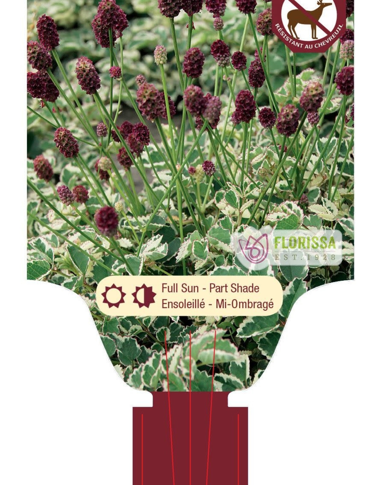 Sanguisorba - Burnet - Little Angel 1gal