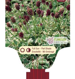 Sanguisorba - Burnet - Little Angel 1gal