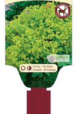 Alchemilla - Lady's Mantle - Mollis 1gal