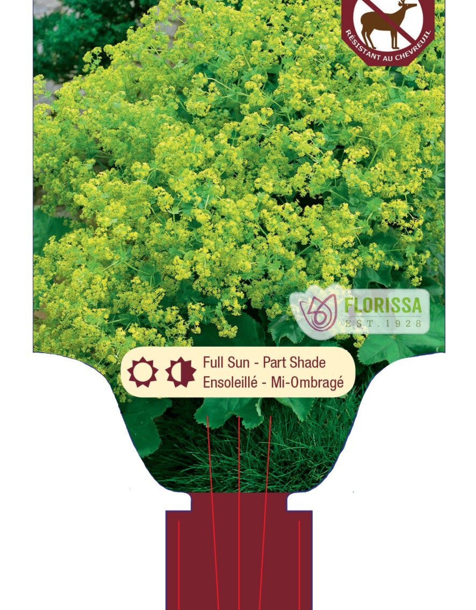 Alchemilla - Lady's Mantle - Mollis 1gal