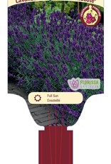 Lavender Hidcote 1gal