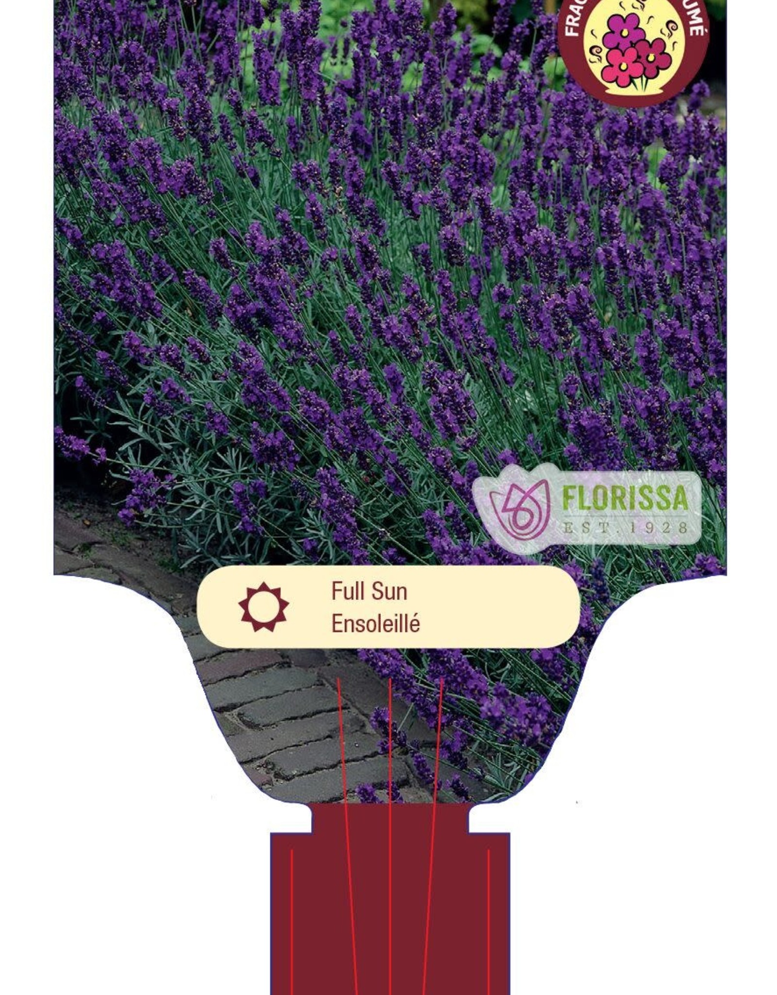 Lavender Hidcote 1gal