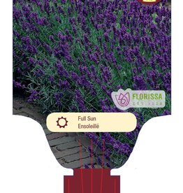 Lavender Hidcote 1gal