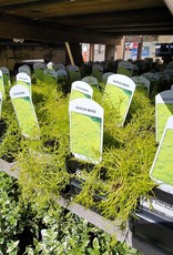 Scotch Moss