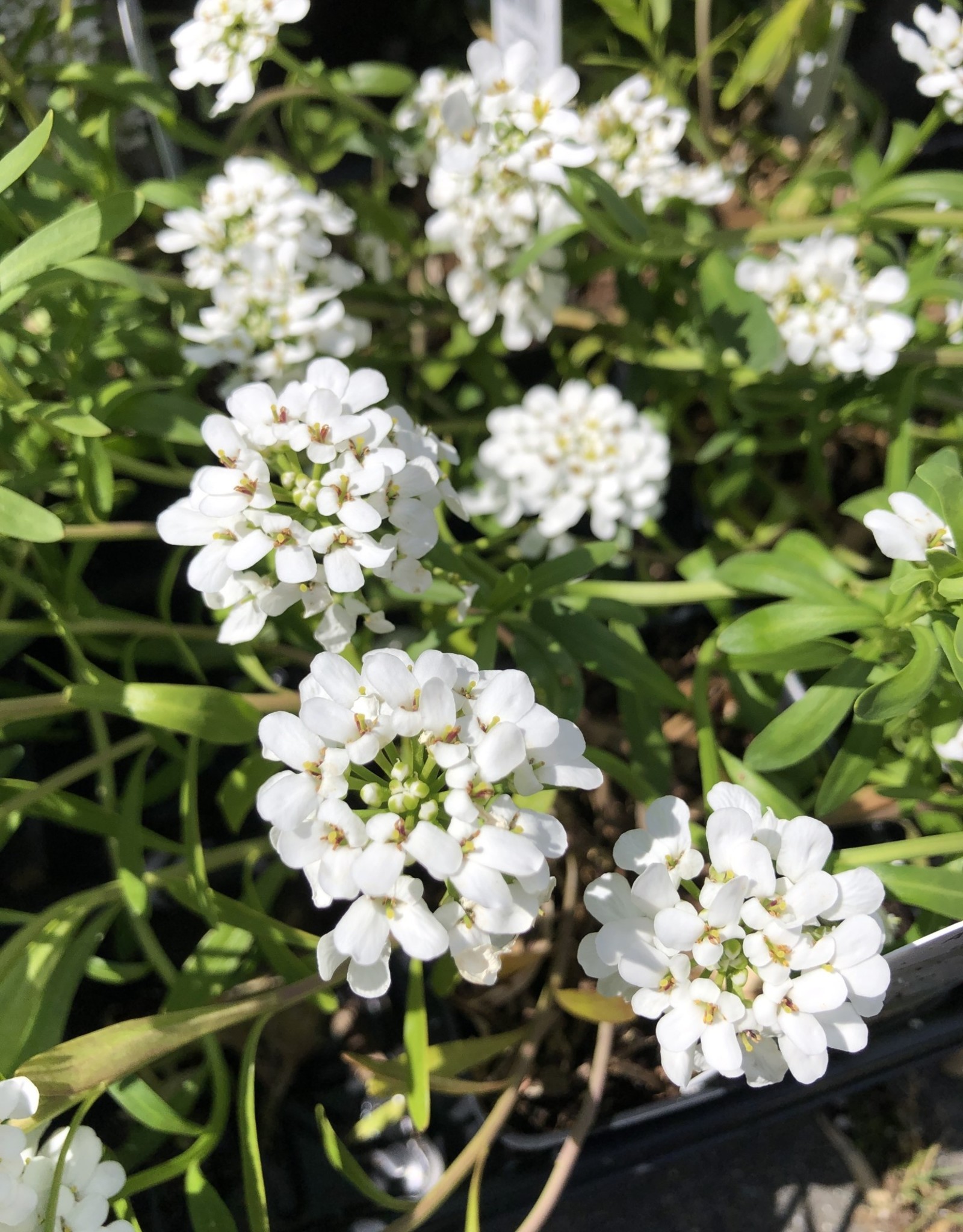 Candytuft Alexanders White 4 inch