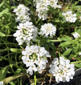 Candytuft Alexanders White 4 inch