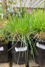Tufted Hair Grass - Deschampsla Cepitosa 1gal