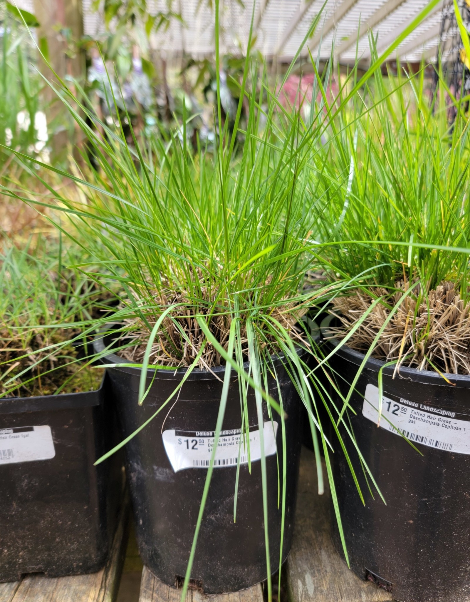 Tufted Hair Grass - Deschampsla Cepitosa 1gal