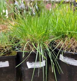 Tufted Hair Grass - Deschampsla Cepitosa 1gal
