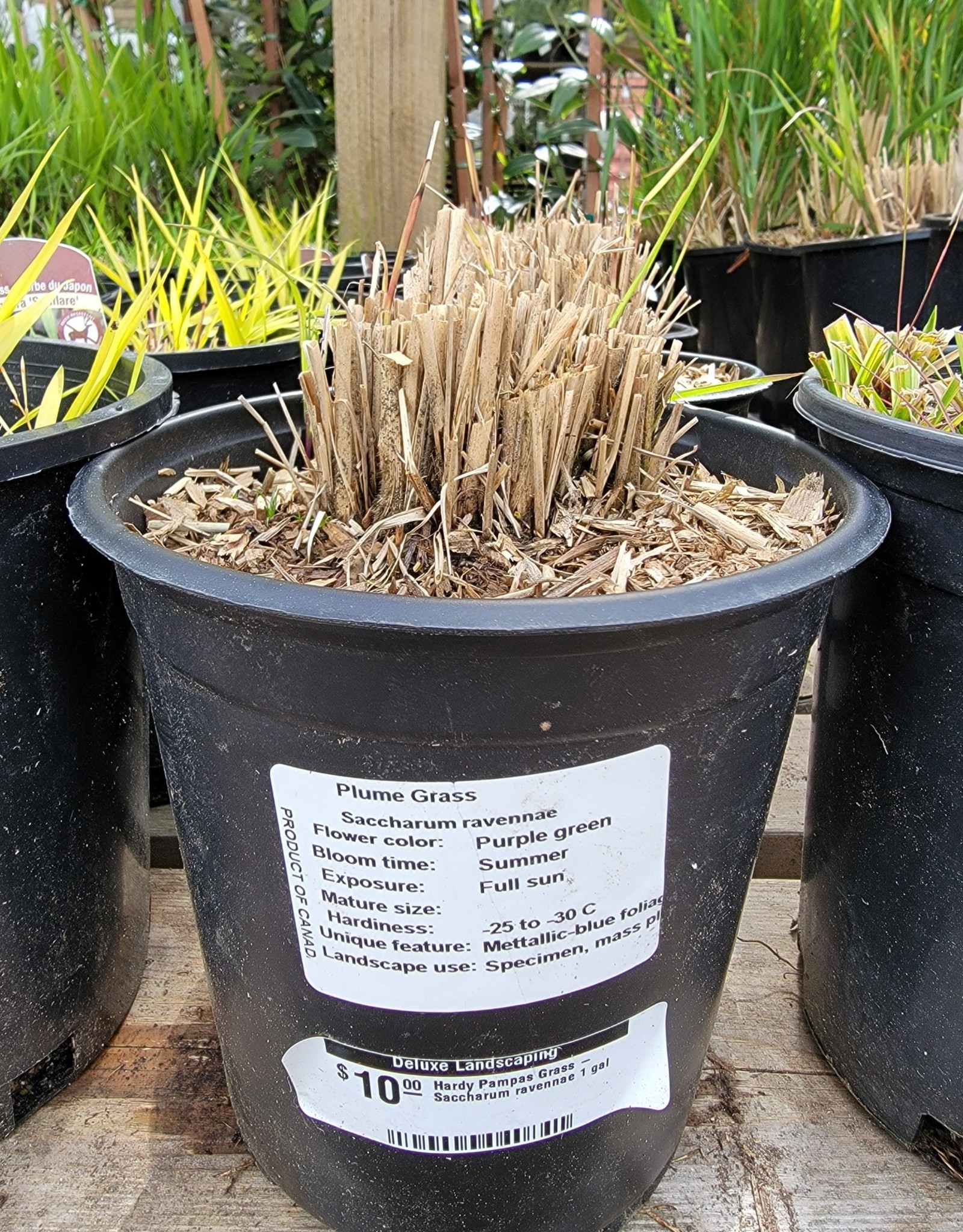 Hardy Pampas Grass - Saccharum ravennae 1 gal