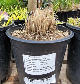 Hardy Pampas Grass - Saccharum ravennae 1 gal