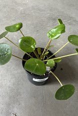 UFO Plant 4inch