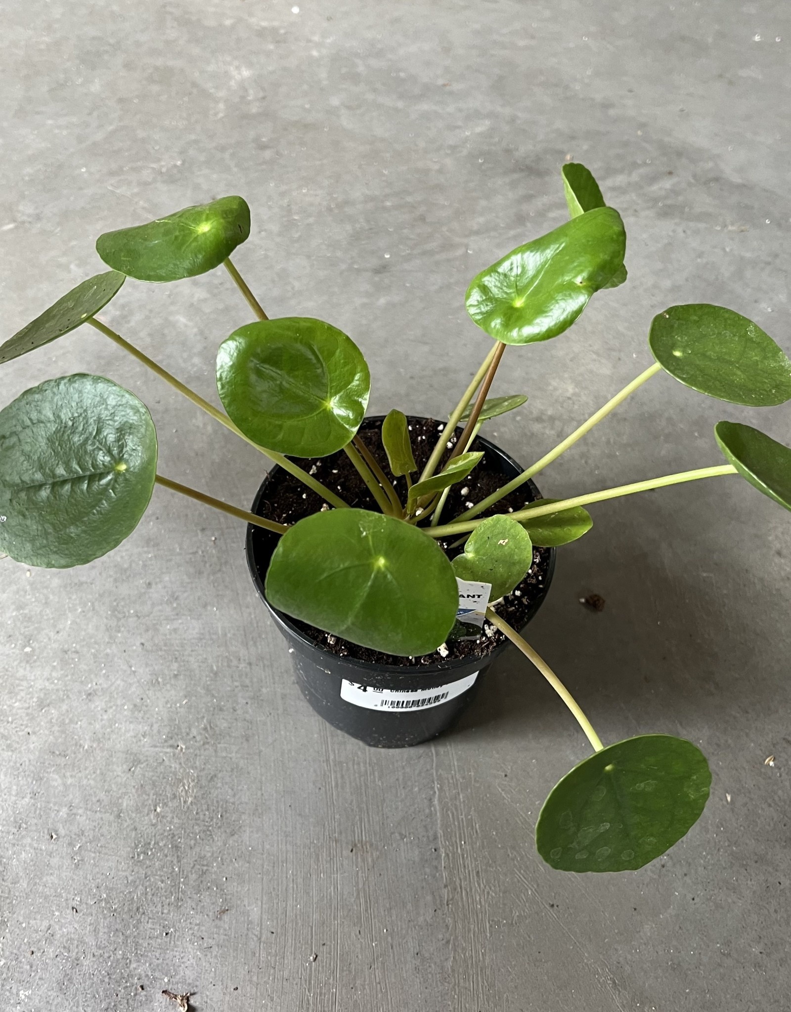 UFO Plant 4inch