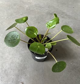 UFO Plant 4inch