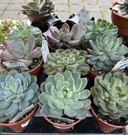 Echeveria Mixed 4 inch