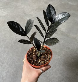 ZZ Midnight 4 inch            RARE PLANT